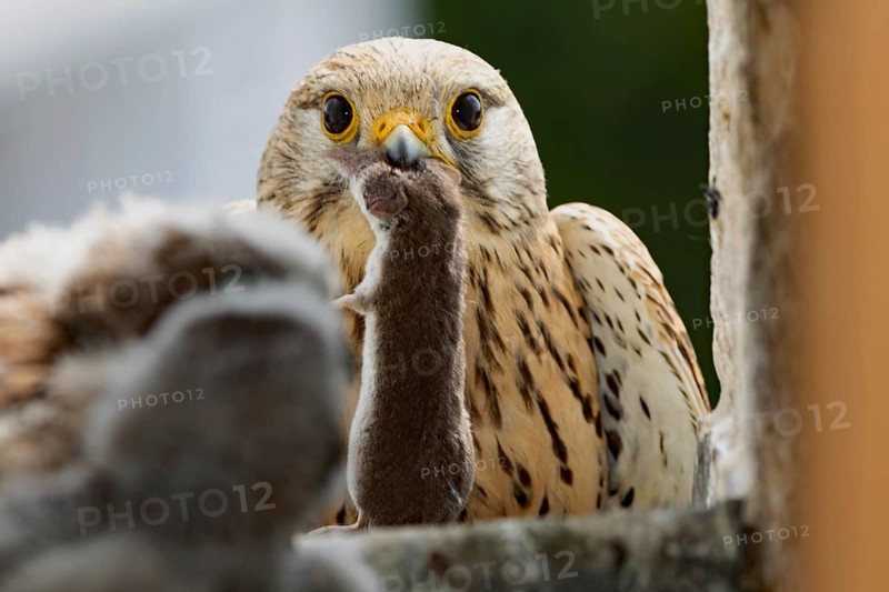 Kestrel adult bird with mouse in beak sitting in opening of church tower looking from the front