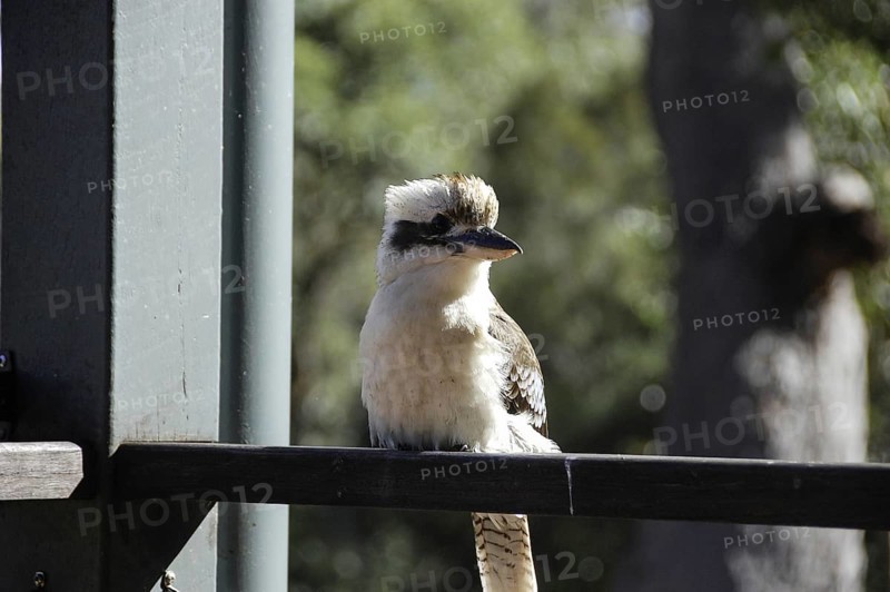 A little bird is sitting on the window