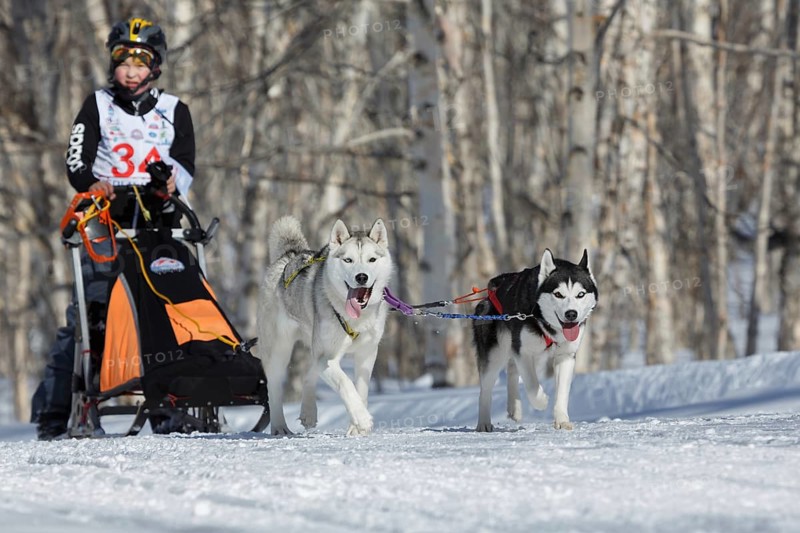 PETROPAVLOVSK KAMCHATSKY CITY, KAMCHATKA PENINSULA, RUSSIA, FEB 23, 2017: Kamchatka Kids Competitions Sled Dog Race Dyulin (Beringia) . Running dog sled Siberian husky young musher Ivan Mironov