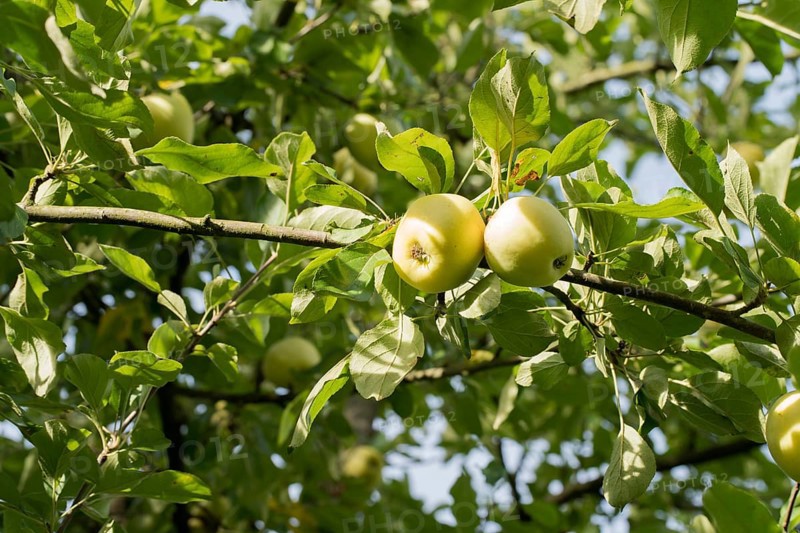 Gelber Richard, German apple cultivar, Germany, Europe