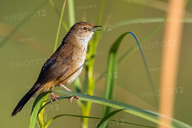 African Bush Warbler, Bradyperus baboecala, Little Rush Warbler, Little Rush Warbler, Mégalure caqueteuse, Zarzalero charlatán, Garden Route National Park - Wil, Wilderness, Western Cape, South Africa, Africa