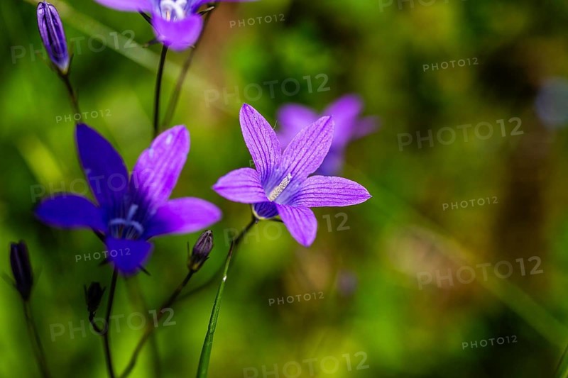 Meadow bellflower, Campanula patula, Veitsch, Styria, Austria, Europe