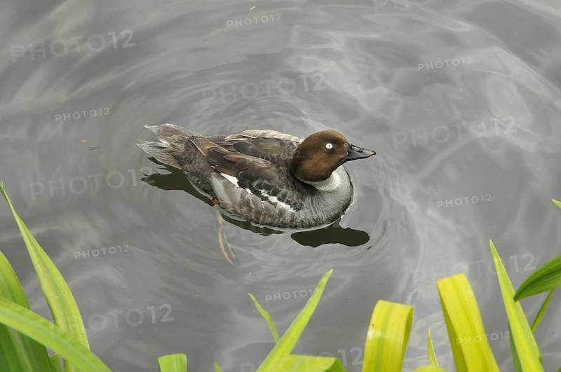 Bufflehead duck, female (Bucephala albeola)