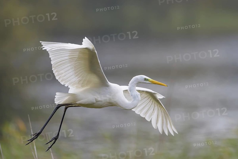 Great White Egret (Casmerodius albus)