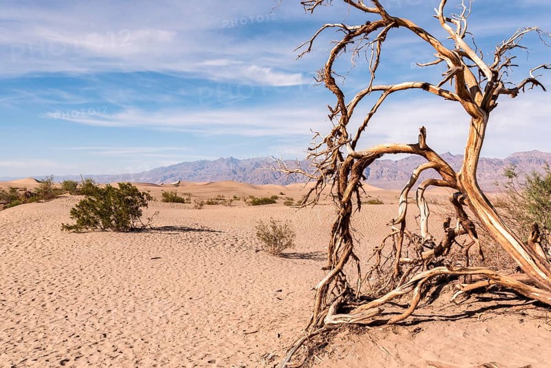 Scenic Mesquite Flat Sand Dunes in the Death Valley, USA, North America