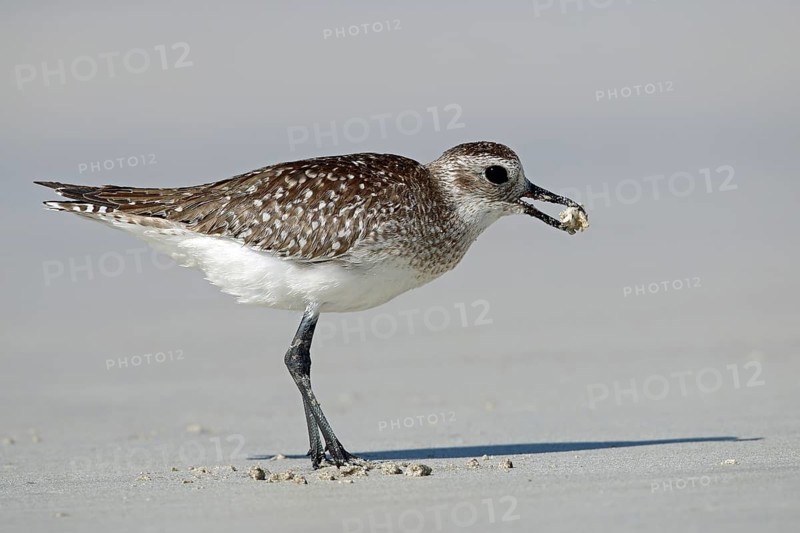 Little Ringed Plover, Pluvialis squatarola