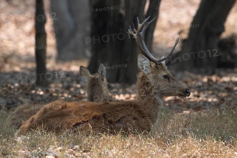 Sambar (Cervus unicolor), roe deer, horse deer, noble deer, resting in the shade, Kanha National Park, Tiger Reserve, Jabalpur, Madhya Pradesh, India, Asia