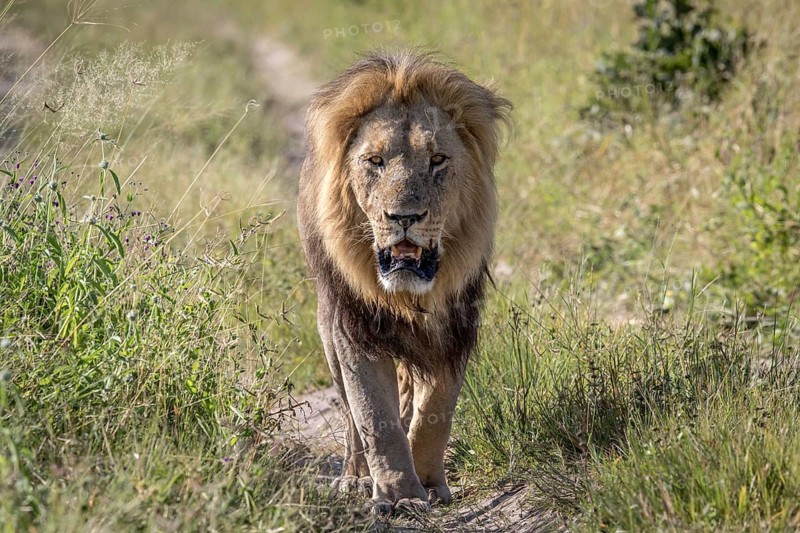 Big male Lion walking towards the camera in the Chobe National Park, Botswana, Africa