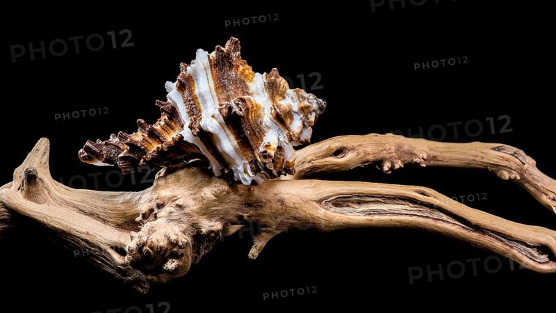 Close-up of an Endive Murex snail shell, Muricidae family, resting on rugged driftwood, highlighting its spiny texture and striped pattern against a black background, Ukraine, Europe