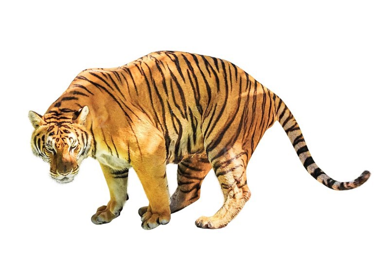 A big tiger walkin isolated on white background. front side view with copy space. Thailand, Asia