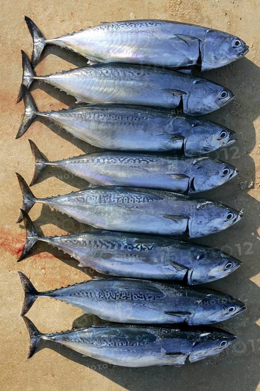 Auxis thazard fish in a row frigate tuna sport fishing catch