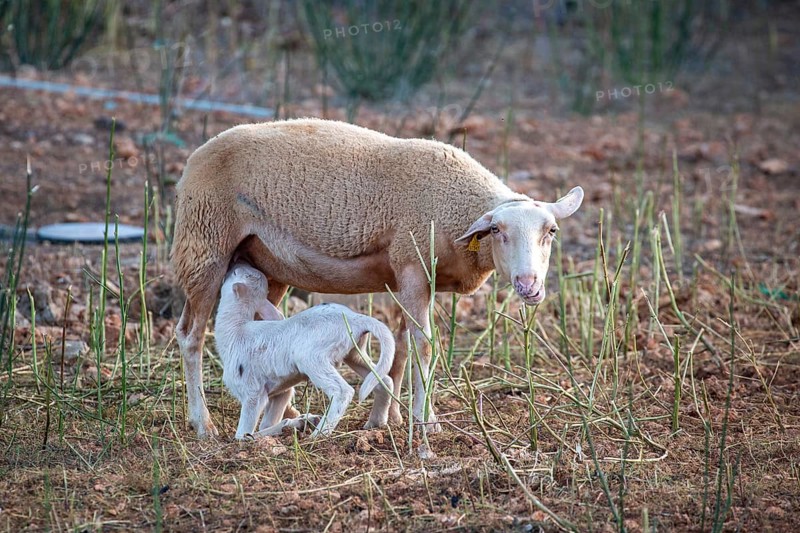 A ewe nursing a lamb on pasture with earth and grass, Llubí, Majorca, Spain, Europe