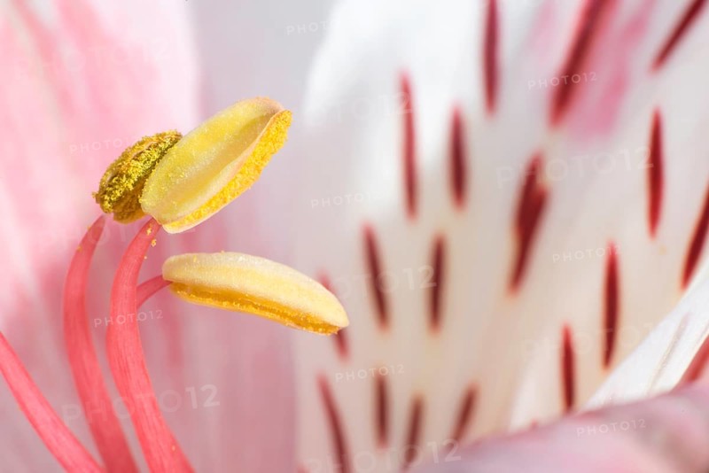 Macro shot flower blossom