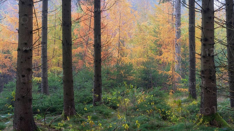 Panorama of larch trees with fall colors with mist in the morning near Biberach