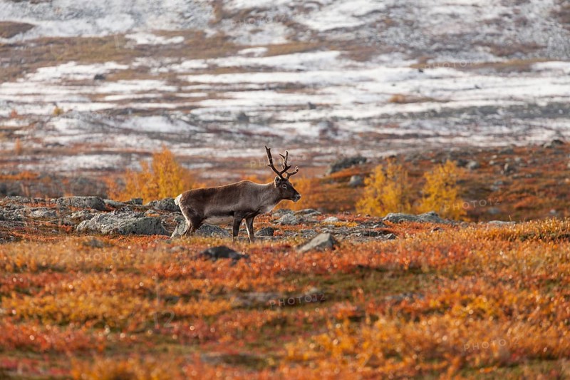 Reindeer in Lapland, northern Sweden at Abisko National Park. Autumnal atmosphere with snow-covered mountain peaks