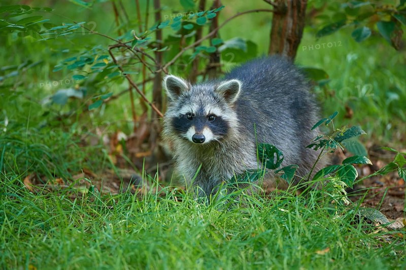Raccoon (Procyon lotor), in meadow in forest, Hesse, Germany, Europe
