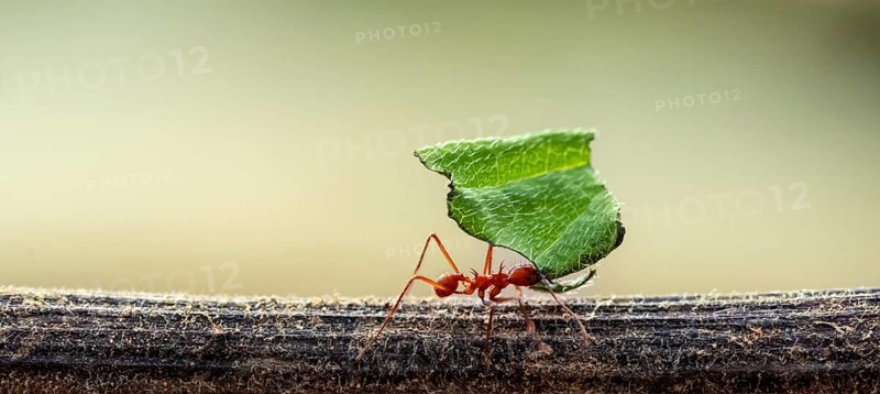 Leaf-cutter ant (Atta cephalotes) carrying a piece of leaf, rainforest, Costa Rica, Central America
