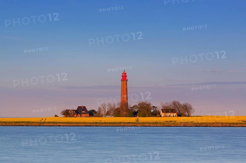 Flügge, Fluegge lighthouse in flowering rape field at sunset on Fehmarn island in the Baltic Sea in spring, Ostholstein, Schleswig-Holstein, Germany, Europe