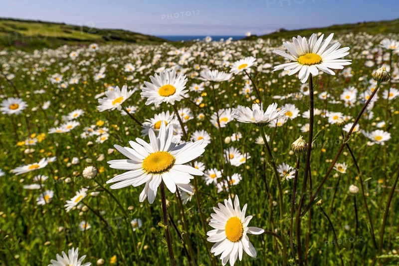 Meadow with flowering daisies (Leucanthemum) . Zennor, Cornwall, England, Great Britain