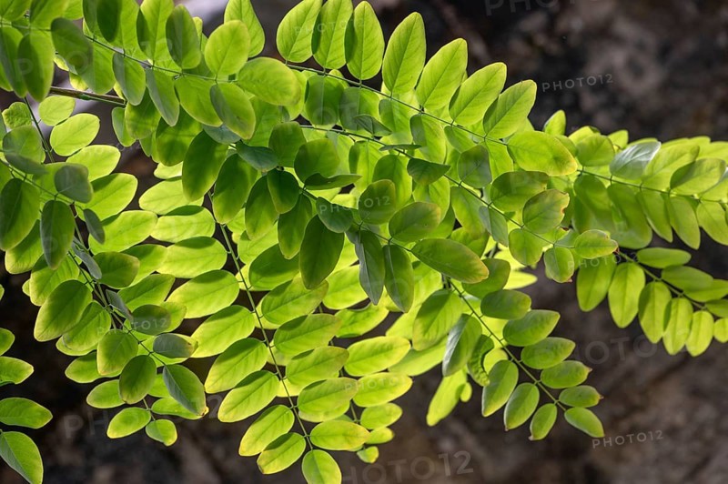Leaves of a common acacia (Robinia pseudoacacia) backlit, Bavaria, Germany, Europe