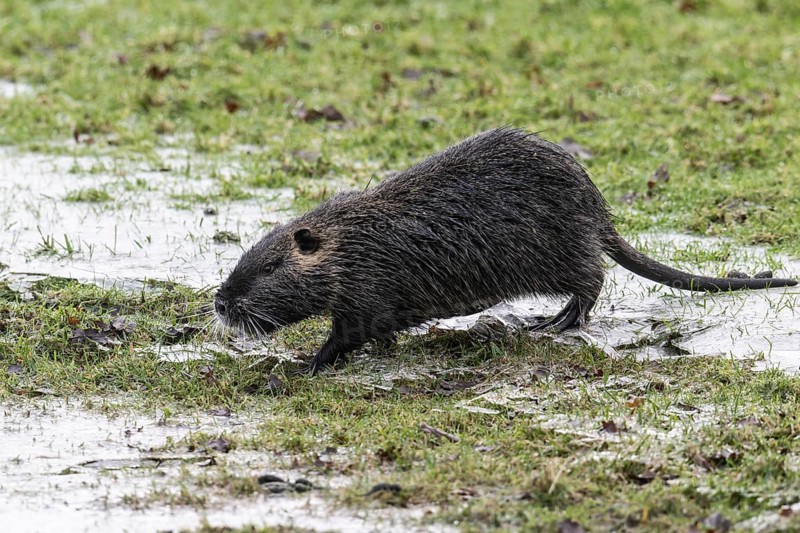 Nutria (Myocastor coypus), Emsland, Lower Saxony, Germany, Europe