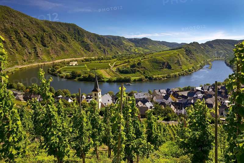 Moselle loop with vineyards and Saint Laurentius Church from the Bremmer Calmont via ferrata, Bremm, Rhineland-Palatinate, Germany, Europe