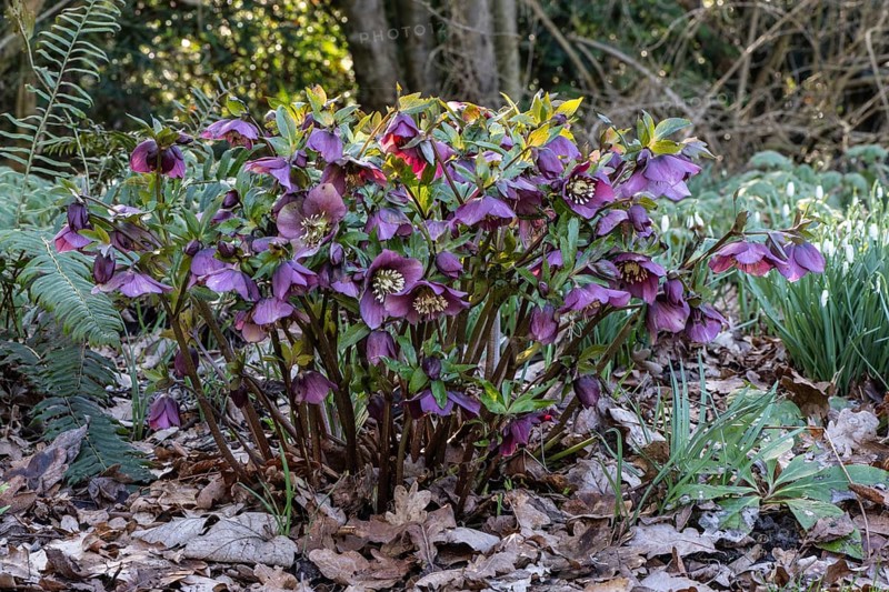 Lenzrosen (Helleborus orientalis Hybride), Emsland, Lower Saxony, Germany, Europe