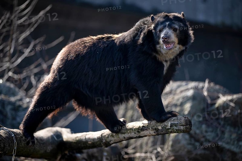 Spectacled bear (Tremarctos ornatus) or Andean bear, captive, GermanyGermany
