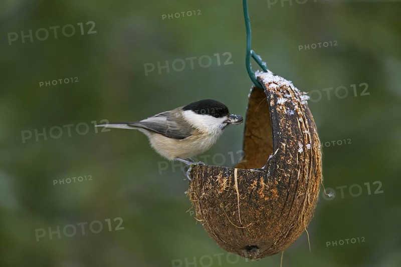 Marsh tit (Poecile palustris) feeding from bird feeder in winter