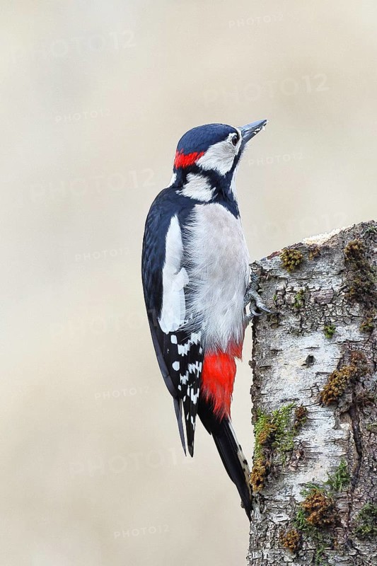 Great spotted woodpecker (Dendrocopos major) male foraging on the trunk of a grey birch (Betula populifolia), showing the red neck, Animals, Birds, Woodpeckers, Wilnsdorf, North Rhine-Westphalia, Germany, Europe