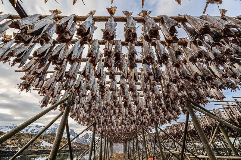 Dried fish, skrei, traditional fishing, winter, Moskenesoya, Lofoten, Norway, Europe