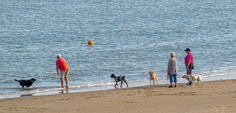 Group of elderly dog owners walking along the coast with their unleashed dogs on sandy beach in summer