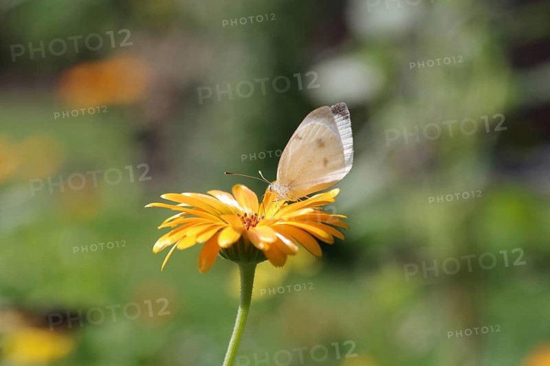 Small white (Pieris rapae), butterfly, macro, marigold, nectar, The Small white sucks nectar from the flower of a marigold