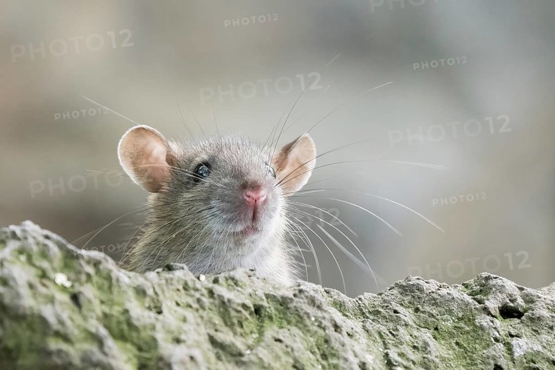 A juvenile Norway rat (Rattus norvegicus) gazing curiously over a stone edge with clearly recognisable whiskers and ears, Hesse, Germany, Europe