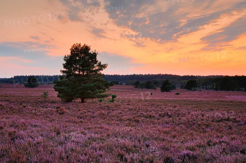 Blooming heathland at Wilseder Berg in the Lüneburg Heath nature park Park at sunset, Lower Saxony, Germany, Europe