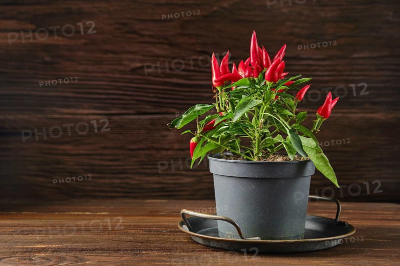 A lively chili pepper plant with bright red fruits is situated in a black pot on a dark wooden table. The green leaves contrast beautifully against the warm tones of the rustic backdrop.