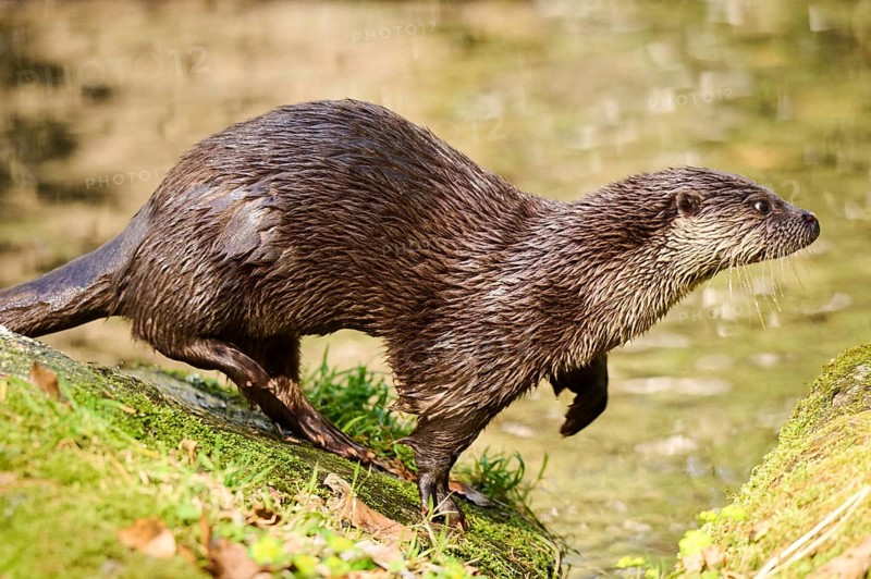 Eurasian otter (Lutra lutra) running over rocks in the bavarian forest, Bavaria, Germany, Europe