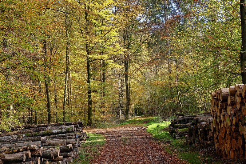 Forest path with wood pile on the side through an autumn-coloured forest, autumn, Westerwald, Rhineland-Palatinate, Germany, Europe