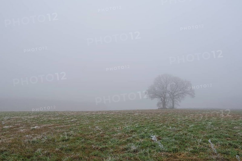 Foggy landscape with three trees and in the foreground frozen grasses in a meadow, landscape photo, nature photo, flora, fauna, landscape format, fog, trees, grasses, winter, snow, ice, frost, cold, season, cosy, Neustadt am Rübenberge, Hanover region, Lower Saxony, Germany, Europe
