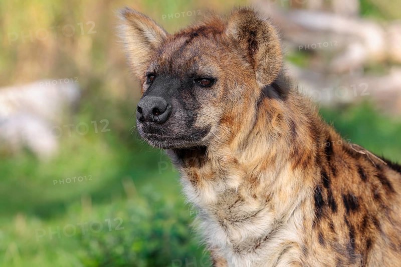 Portrait of a Spotted Hyena (Crocuta crocuta), or Laughing Hyena in beautiful light