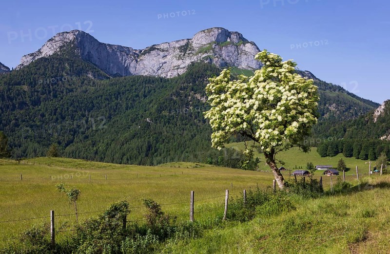 Blossoming elder bush on the Eisenaualm with Schafberg, Osterhorngruppe, Salzkammergut, Land Salzburg, Austria, Europe