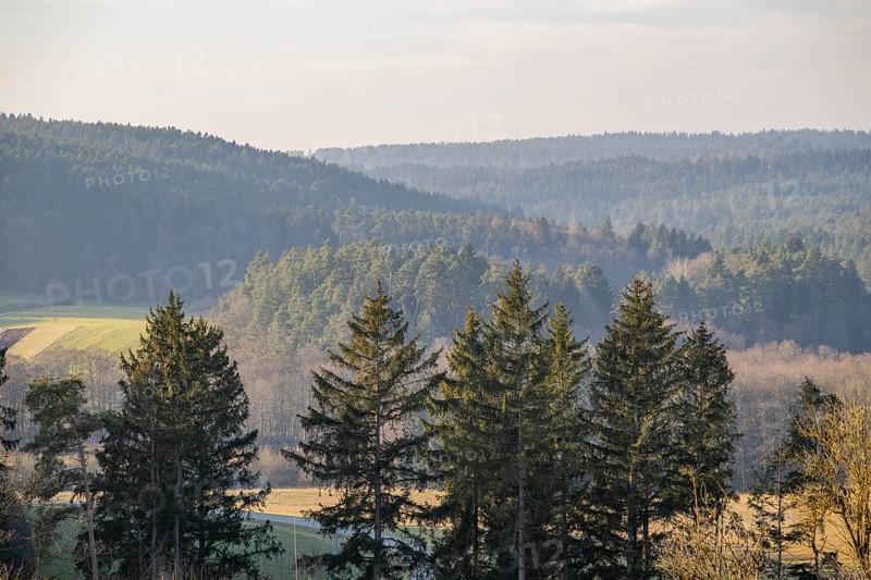 View over the trees and forest of the upper palatinate forest in winter, Bavaria, Germany, Europe