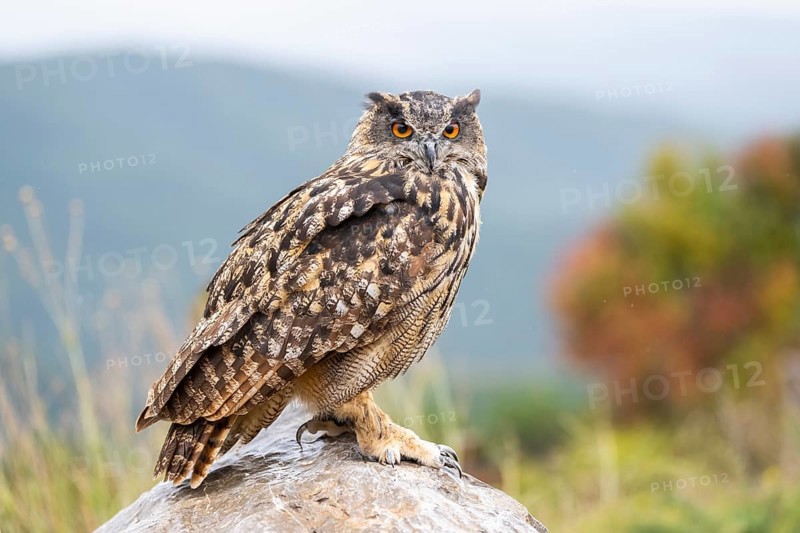 Eurasian eagle-owl (Bubo bubo), captive, sitting on a rock with autumn colors, Pyrenees, Catalonia, Spain, Europe