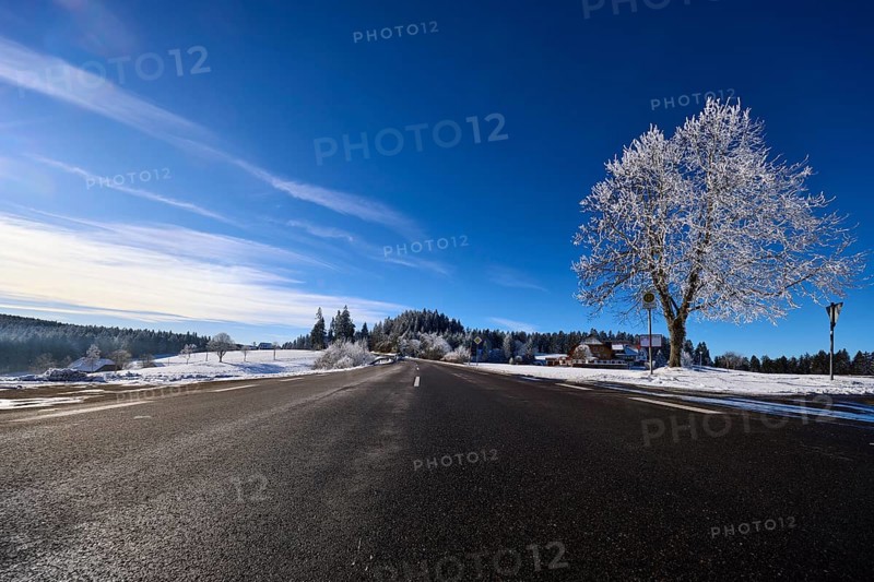 Federal road B500, winter landscape, free-standing snow-covered tree, deep blue sky with veil clouds, frog perspective, Titisee-Neustadt, Black Forest, Breisgau-Hochschwarzwald district, Baden-Württemberg, Germany, Europe