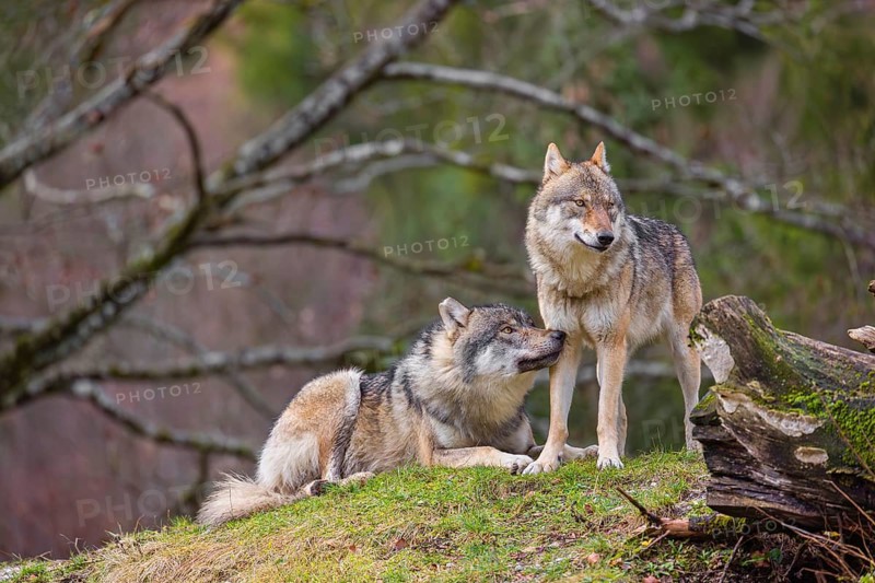 Two eurasian gray wolves (Canis lupus lupus), the alpha couple, stand on top of a small hill. He sniffes on her