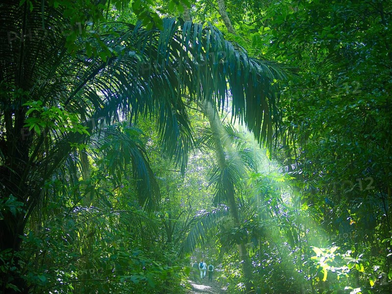 Jungle, light and haze, hiker, Tangoko National Park, Sulawesi, Indonesia, Asia