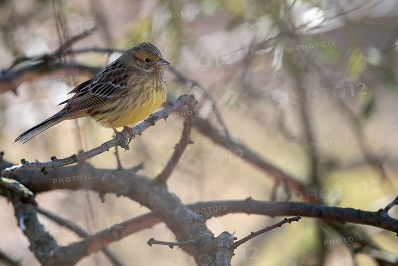 Yellowhammer (Emberiza citrinella) with yellow plumage on a branch in a light-coloured natural environment, Magdeburg, Saxony-Anhalt, Germany, Europe
