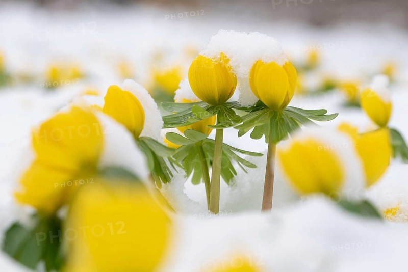 Yellow winter aconites fight their way through the freshly fallen snow, a sign of spring, Magdeburg, Saxony-Anhalt, Germany, Europe
