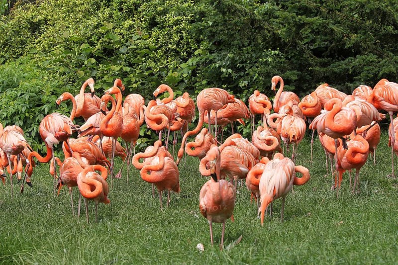American flamingo (Phoenicopterus ruber) Vogelpark Walsrode, Lower Saxony, Germany, Europe