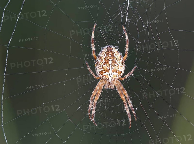 Garden cross spider (Araneus diadematus) sits in the spider's nest and is still wet with the last drops of dew, North Rhine-Westphalia, Germany, Europe